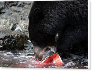 Mother Bear Feasts - Canvas Print