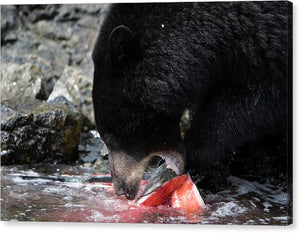 Mother Bear Feasts - Canvas Print