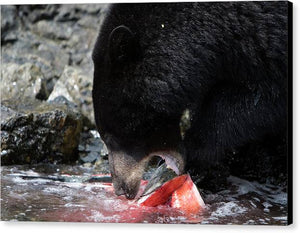 Mother Bear Feasts - Canvas Print