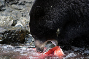 Mother Bear Feasts - Art Print