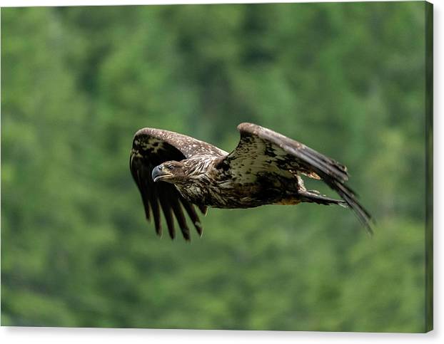 Young Eagle - Canvas Print