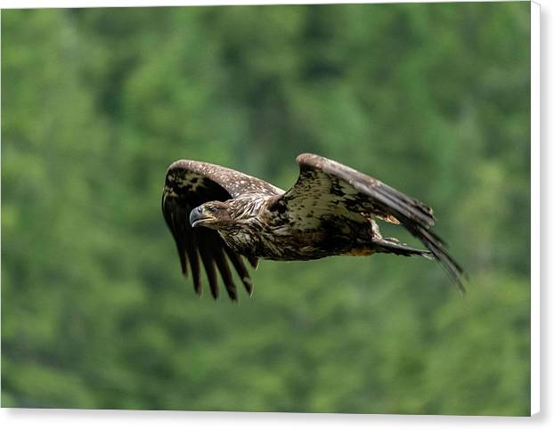 Young Eagle - Canvas Print