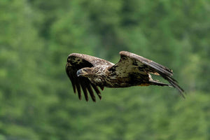 Young Eagle - Art Print