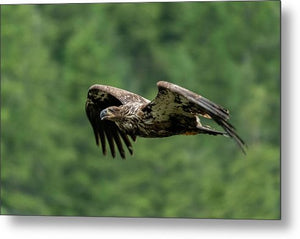 Young Eagle - Metal Print